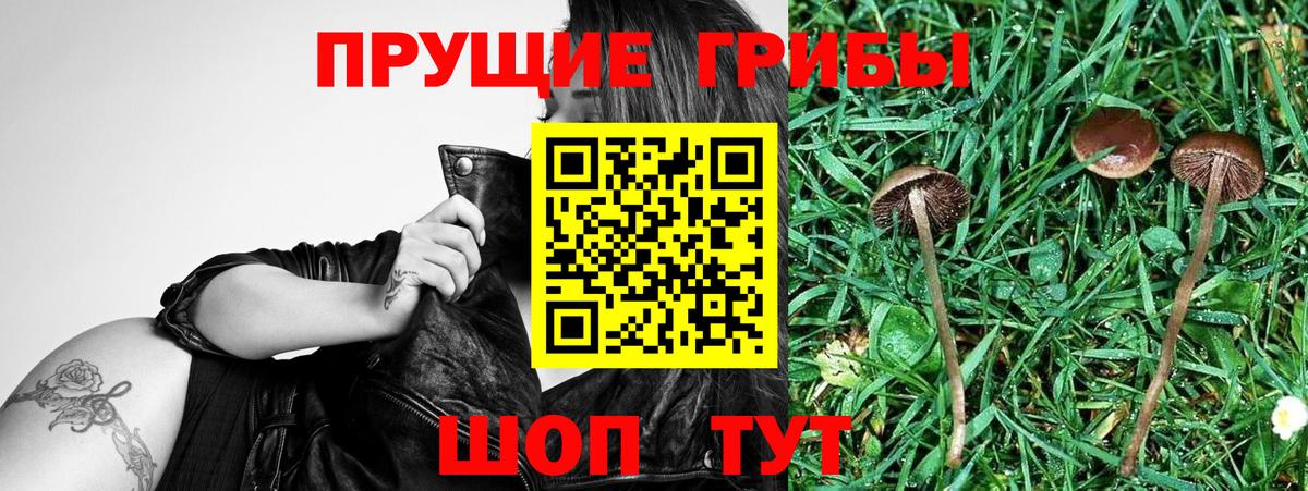 Псилоцибиновые грибы Psilocybine cubensis  Псилоцибиновые грибы прущие грибы  Вход с VPN  Люберцы 